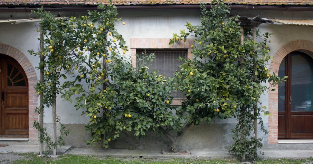 Agriturismo Monte Alzato Capalbio Szoba fotó