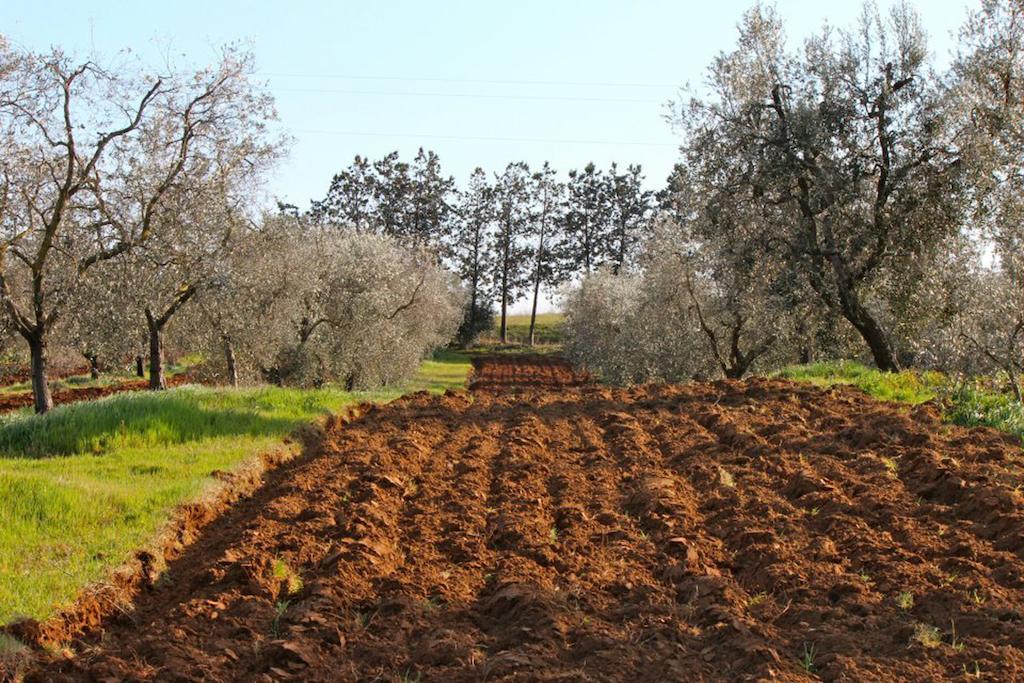 Agriturismo Monte Alzato Capalbio Kültér fotó